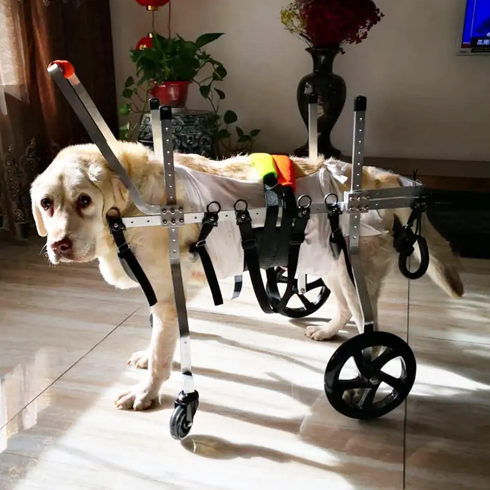 Carrello Cani Disabili Carrozzine per Cani di Piccola, Media e Grande Taglia, Tutte Le Razze di Cani 4 Ruote Supporto Completo Assistito, Supporti per Gambe Regolabili per Disabili Sedia a Rotelle, Au