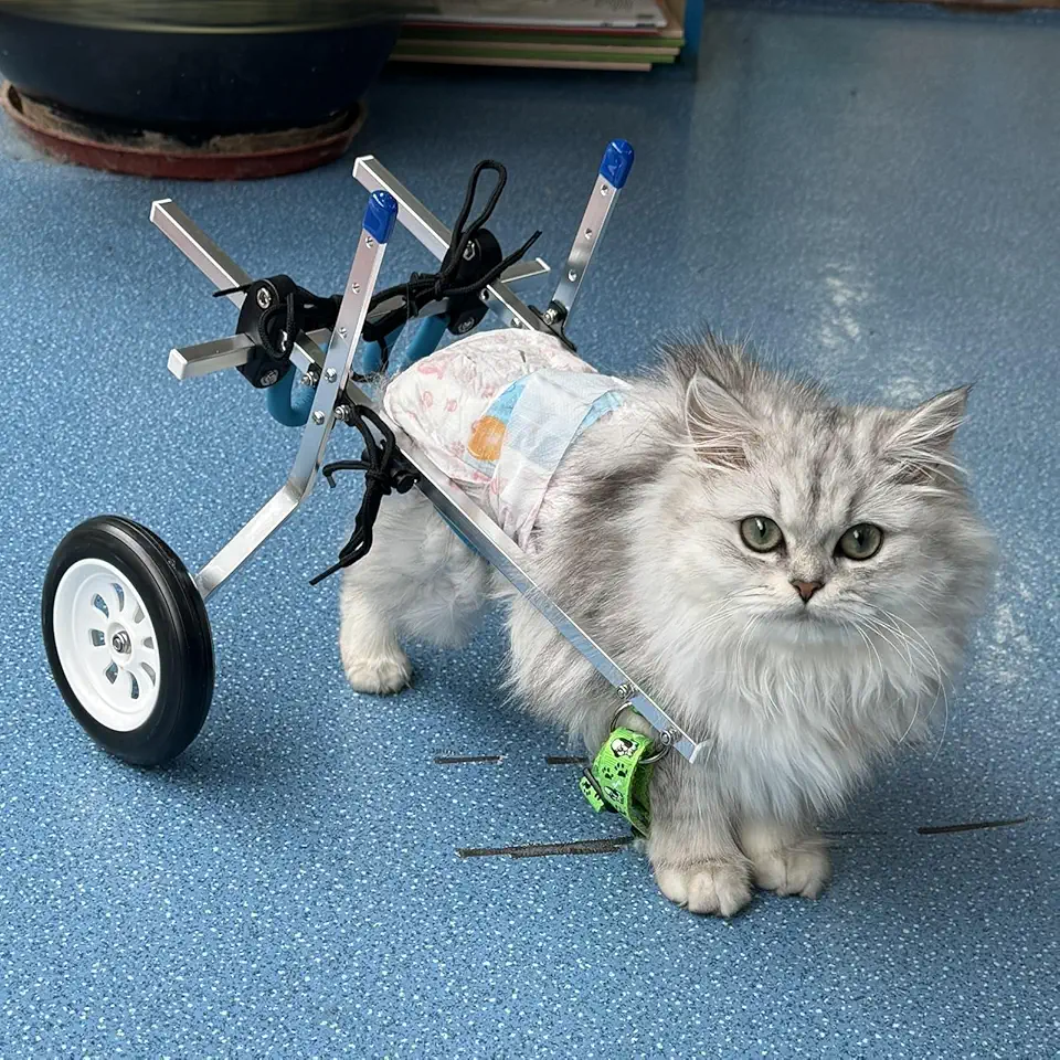 Carrello Cani Disabili Sedia a Rotelle per Cani/Gatti con 2 Ruote e Imbracatura, Rimorchio per Bici per Cani di Piccole Dimensioni per Zampe Posteriori Paralizzate, Carrello Leggero per Animali Domes