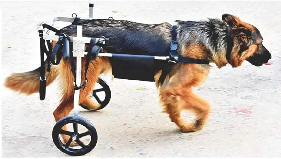 Sedia per Cani Regolabile,Carrozzina per Cani di Taglia Grande, con disabilità per Riabilitazione delle Zampe Posteriori, Peso approssimativo 15-60 kg