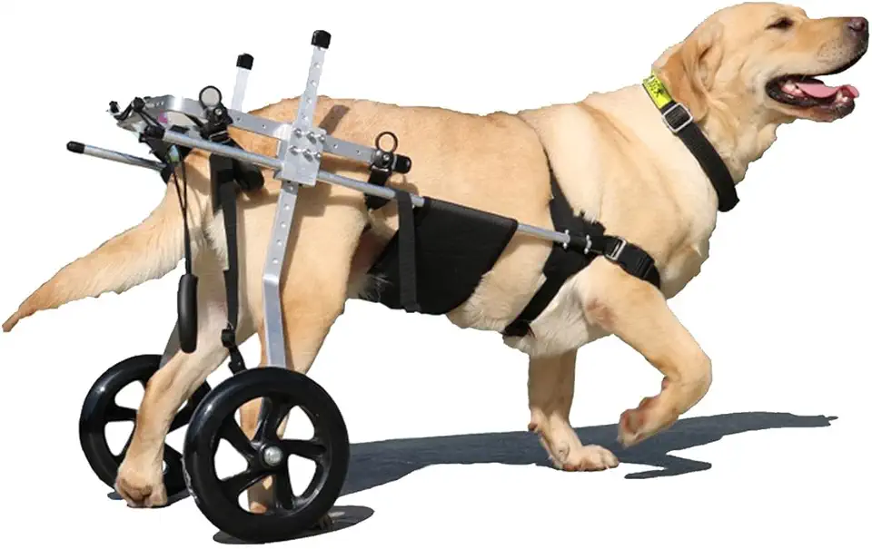 Yinian 2 Ruote Regolabile Cane Gatto Animale Domestico Anziano Carrello di Alimentazione Arti Posteriori Scooter Animale Disabile Reinserimento Carrelli per Cani Grandi(Size:XL（20-30kg）)