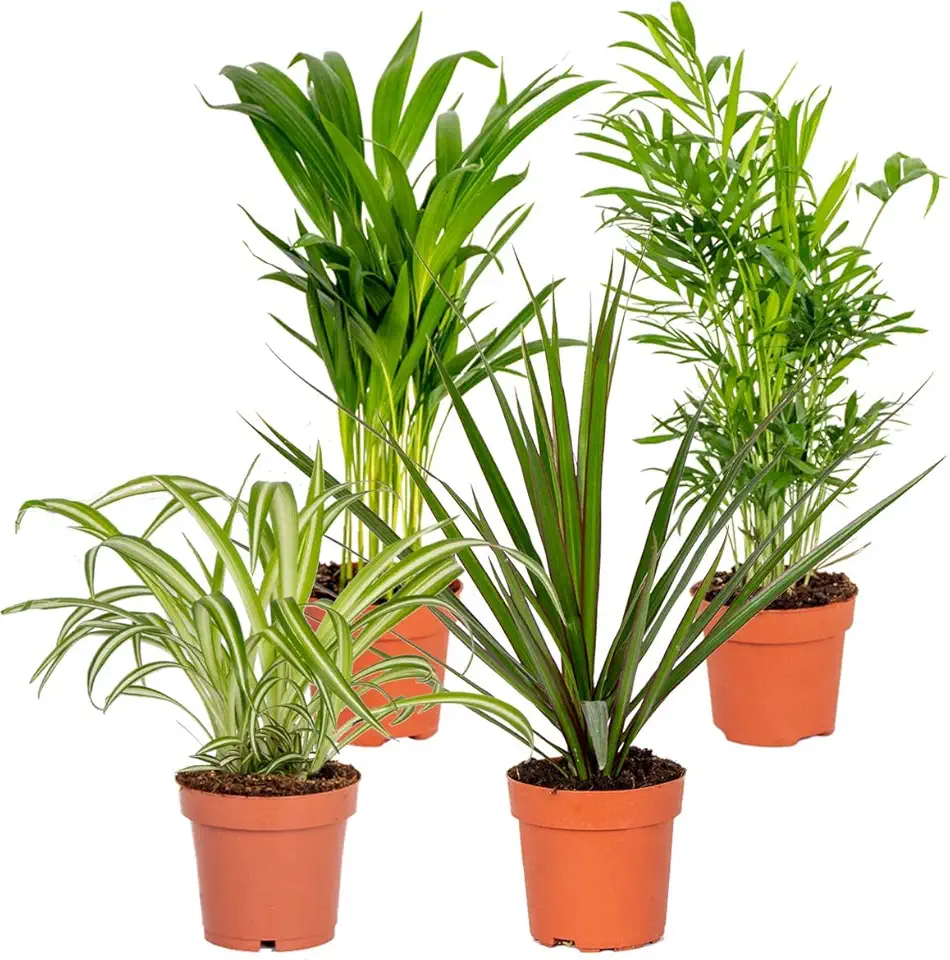 4x Mix purificante dell'aria - Pianta d'appartamento - ⌀12 cm - 25-45 cm