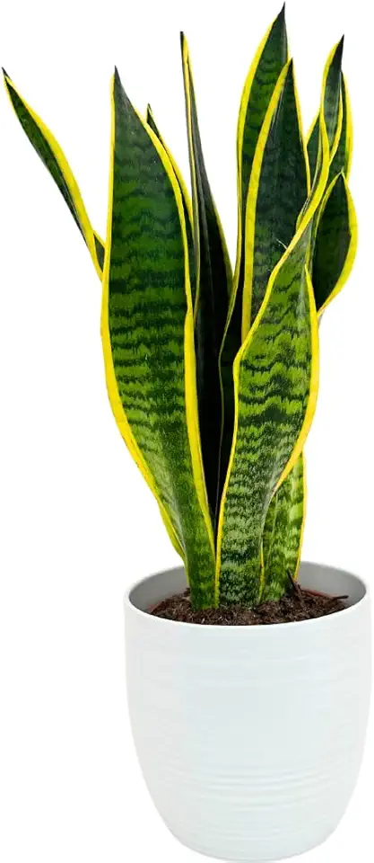 Lingua di suocera - pianta da interno facile da curare, Sansevieria trifasciata Laurentii - altezza ca. 40 cm, diametro del vaso 13 cm, Pianta Vera (In Vaso di Ceramica Bianco)