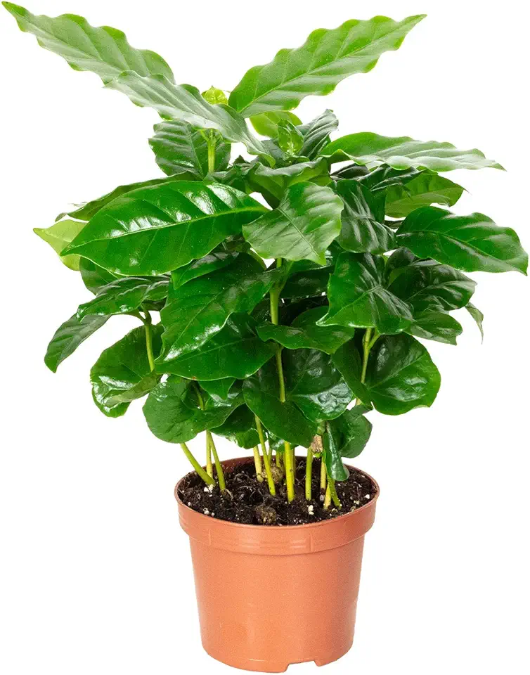Pianta del caffè - pianta da interno facile da curare, Coffea Arabica - altezza ca. 15-20 cm, diametro del vaso 9 cm