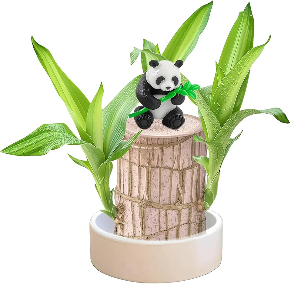 Pianta della Fortuna in Legno Brasiliano – Mini Albero Portafortuna con Vassoio in Plastica, Pianta Idroponica da Interni per Casa o Ufficio, Decorazione da Scrivania (panda)