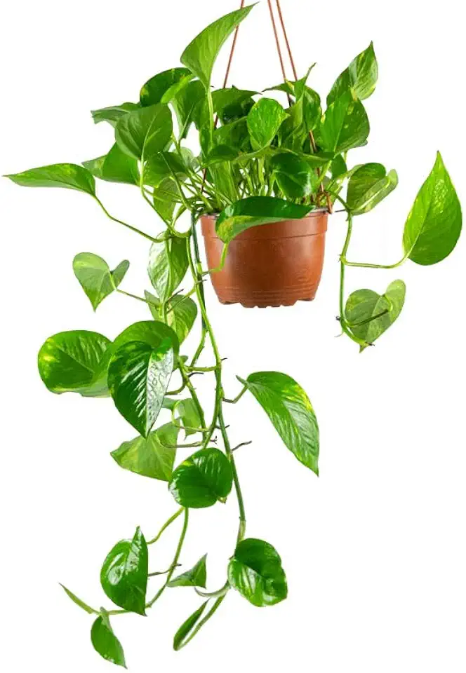 Pianta di Pothos - Pianta da interno vera - in Vaso con gancio da appendere - Pianta Vera da appartamento, FLOB