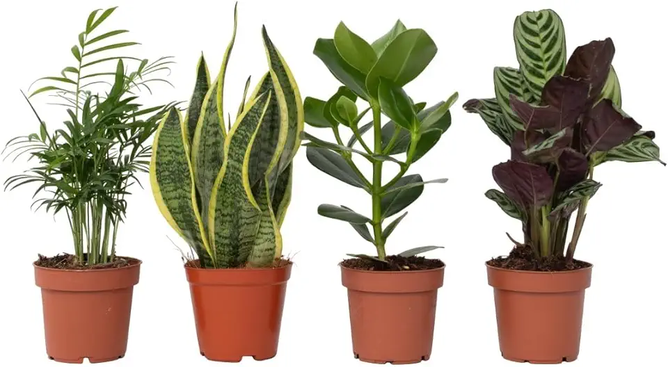 Plant in a Box - Easy Care Mix - Set di 4 piante da interno - Altezza 25-40cm - Vaso 12cm - Piante da appartamento facili da curare e purificanti - Ideali per casa e ufficio