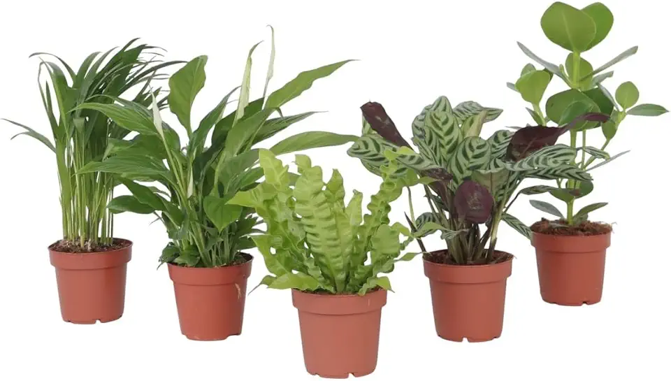 Plant in a Box - Set di 5 piante d'appartamento che purificano l'aria - Vaso 12cm - Altezza 25-40cm - Areca, Asplenium, Clusia, Ctenanthe, Spathiphyllum